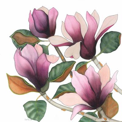 DiaNoche Designs Artist | Judith Figuiere - 4 Purple Magnolias